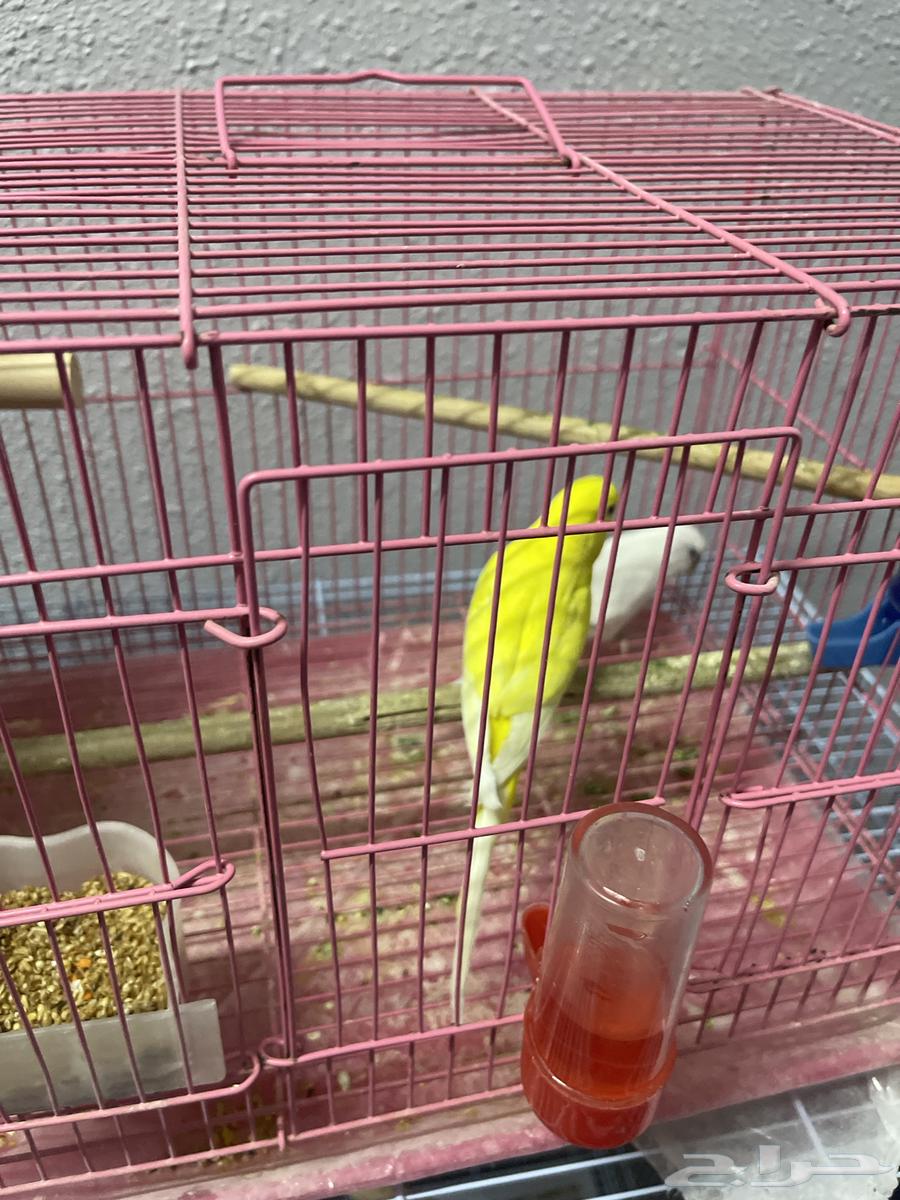 زوج بادجي هولندي منتج مع فرخين64611267497859111