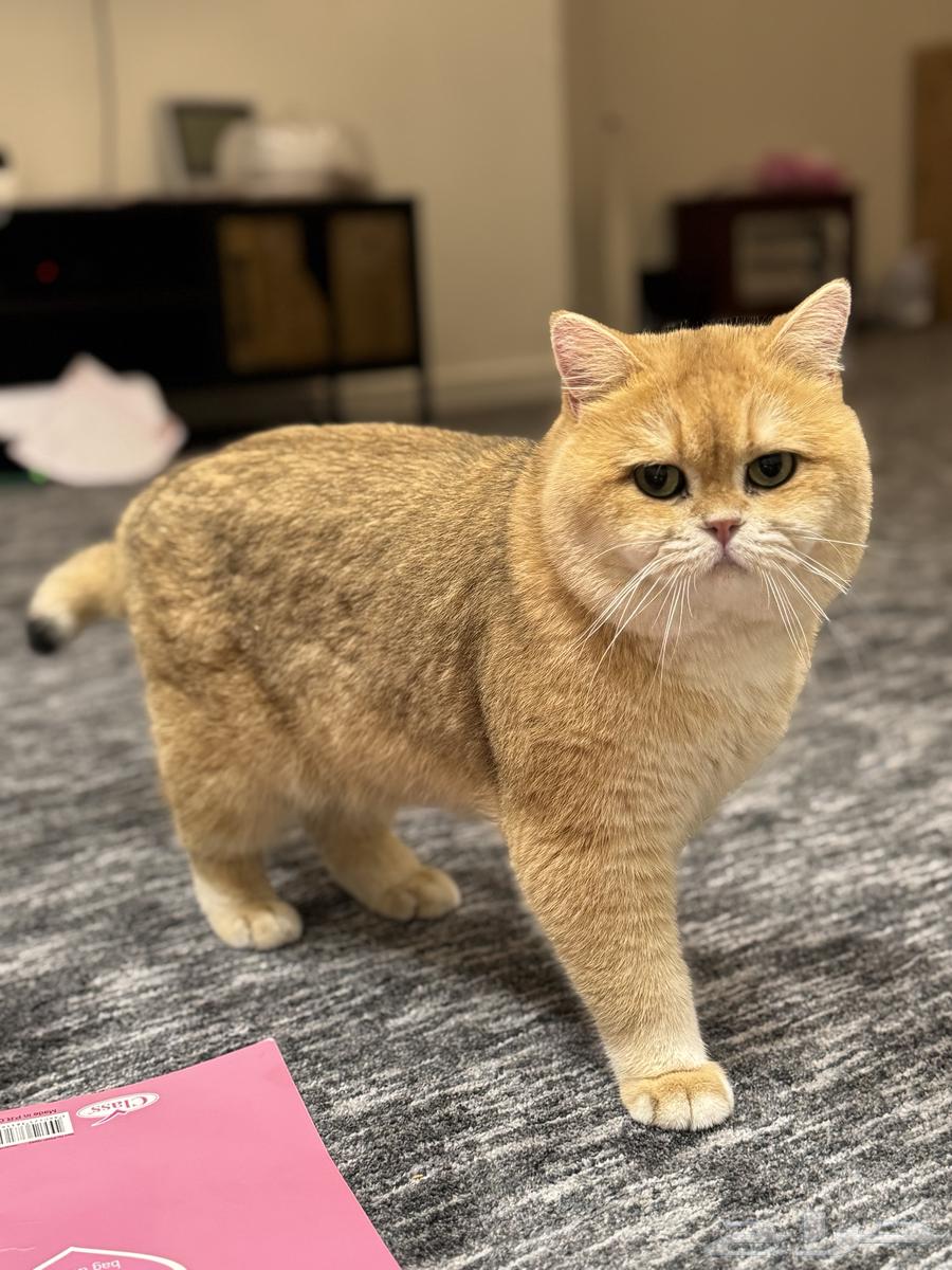 ذكر سكوتش للتزاوج او البيع يحمل شهادة نسب من المنظمة64615423716865110