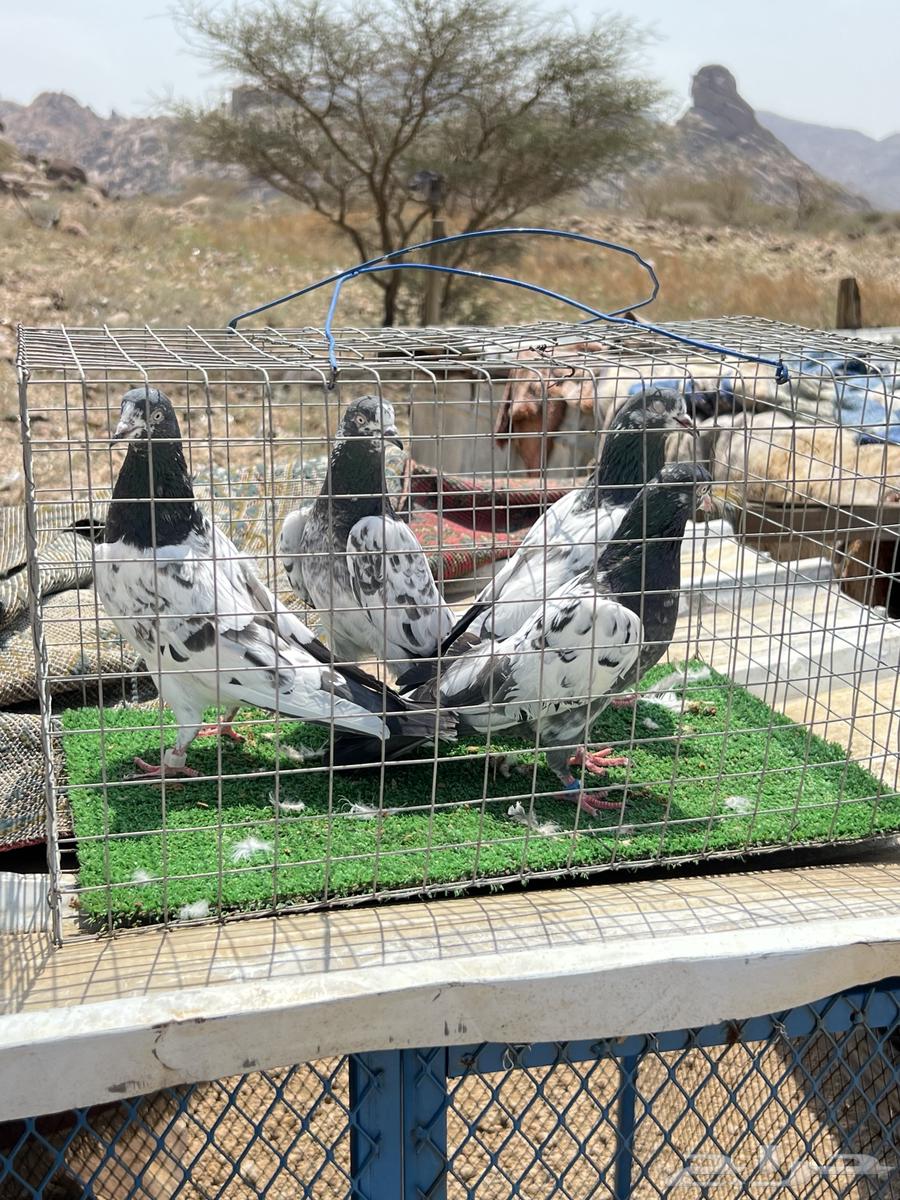 حمام بكستاني بيور جوزين. للبيع64608215587458113