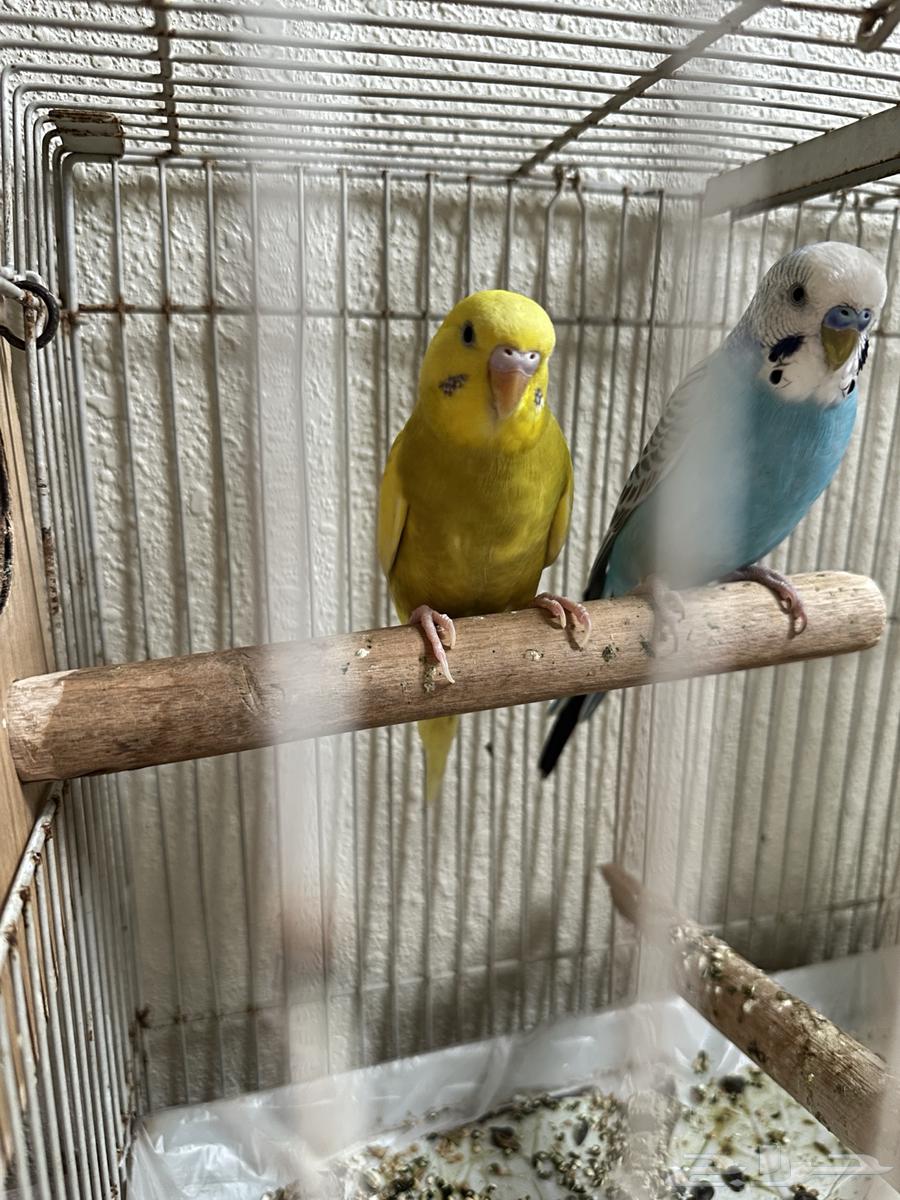 طيور بادجي64609710541569114