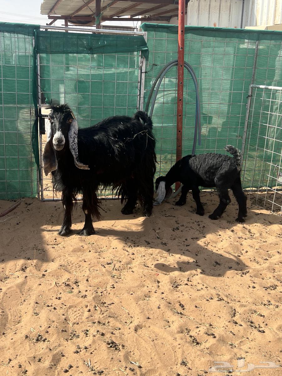 عنز عارضيه تحتها جفره سلم64607916804611110