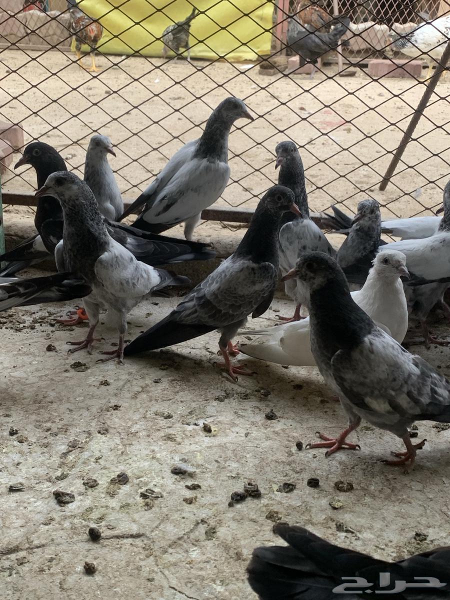 طبات حمام باكستاني ( تم البيع )64610866660994112