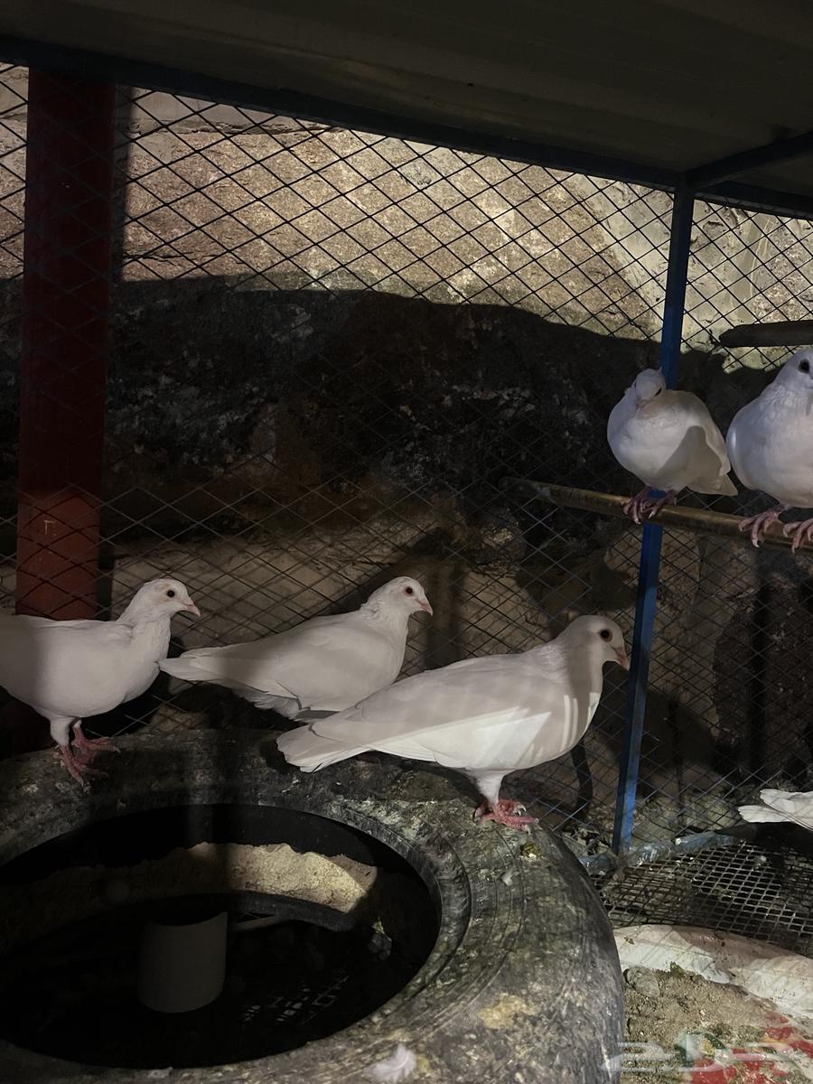 حمام فرنسي جامبو لاحم64615968247042114