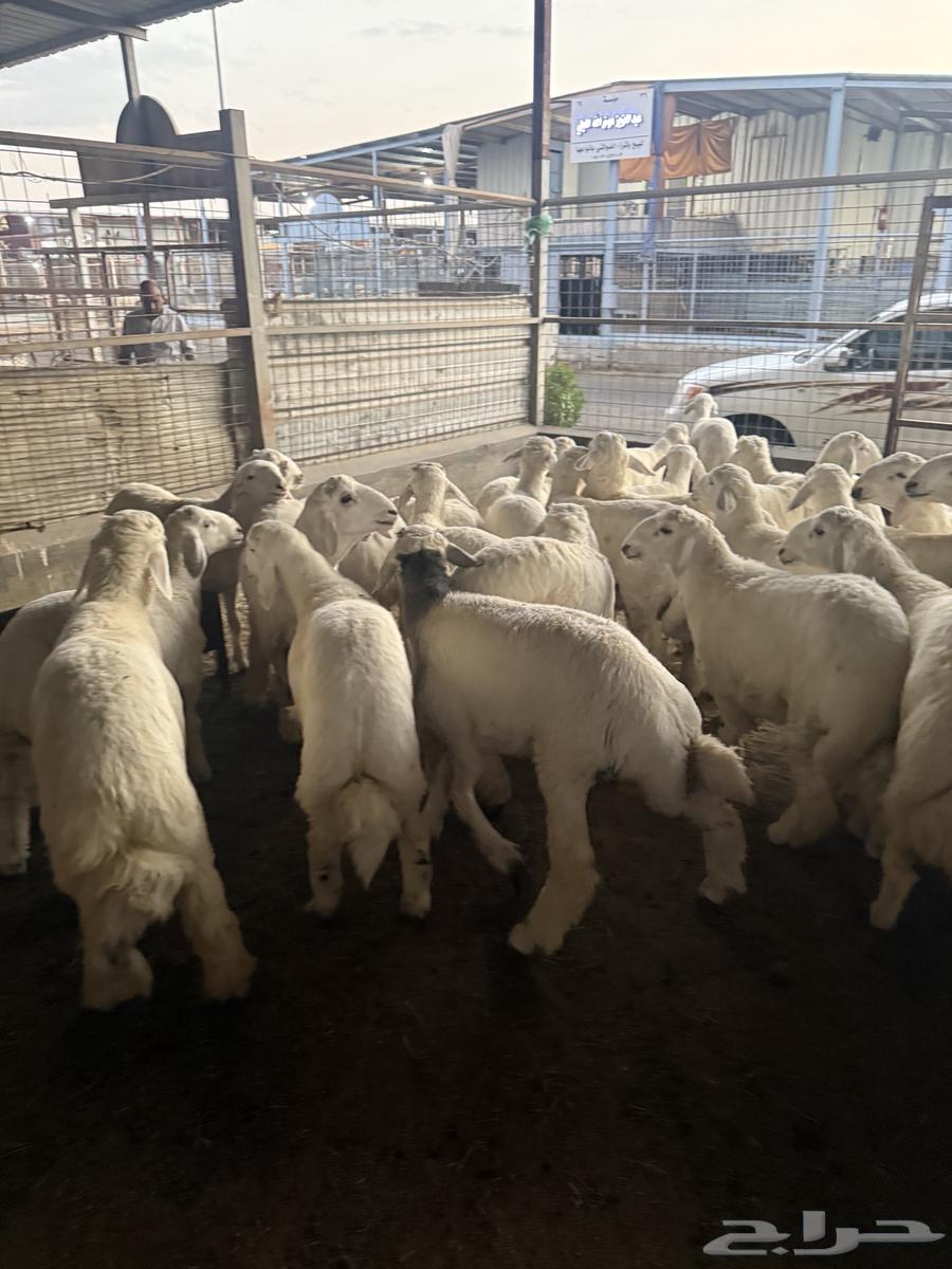 طليان حريه64612711395329111