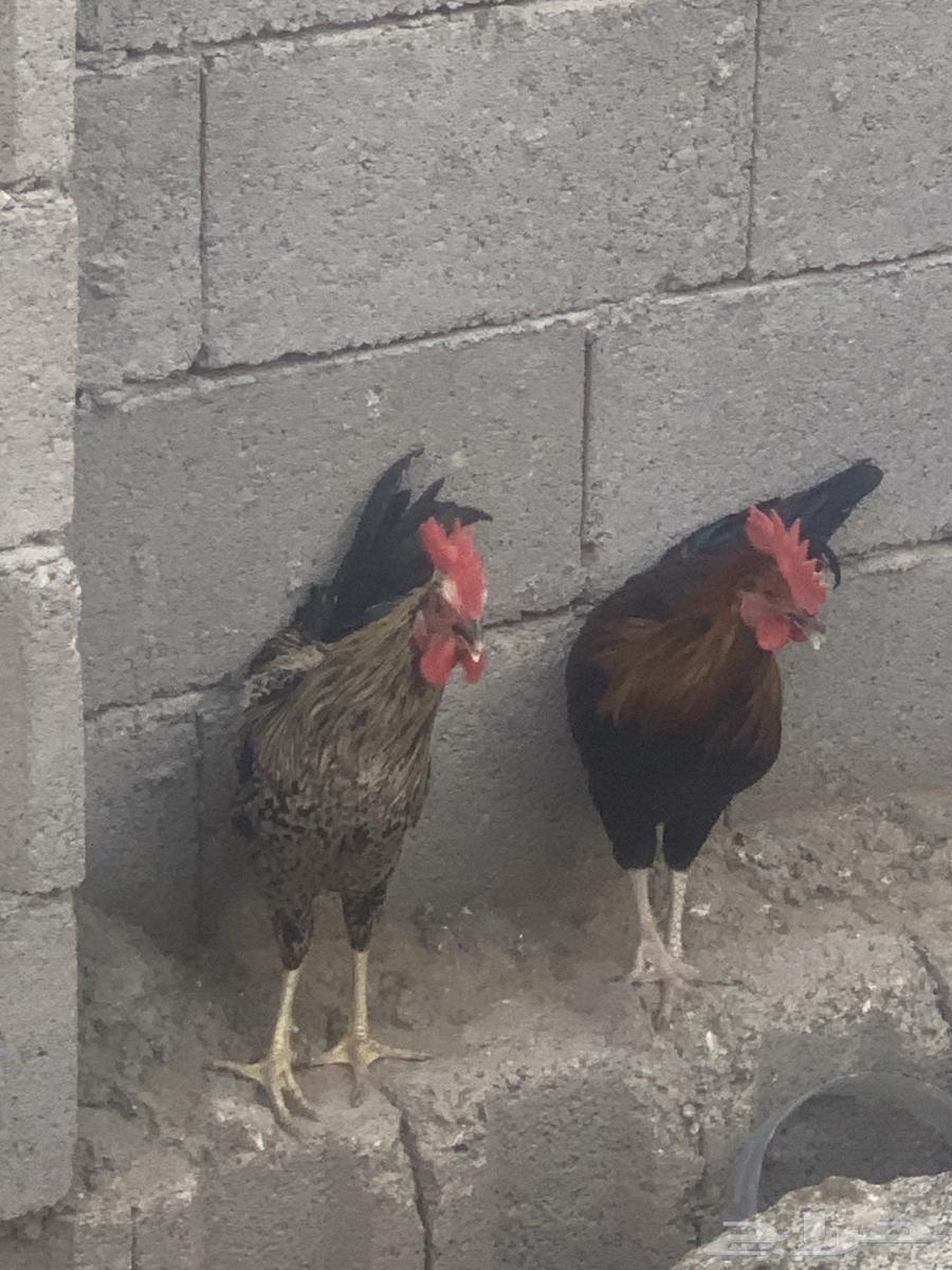 ديوك بلدي العدد 3 ديوك شرط نظافه وصحه64606204379393113