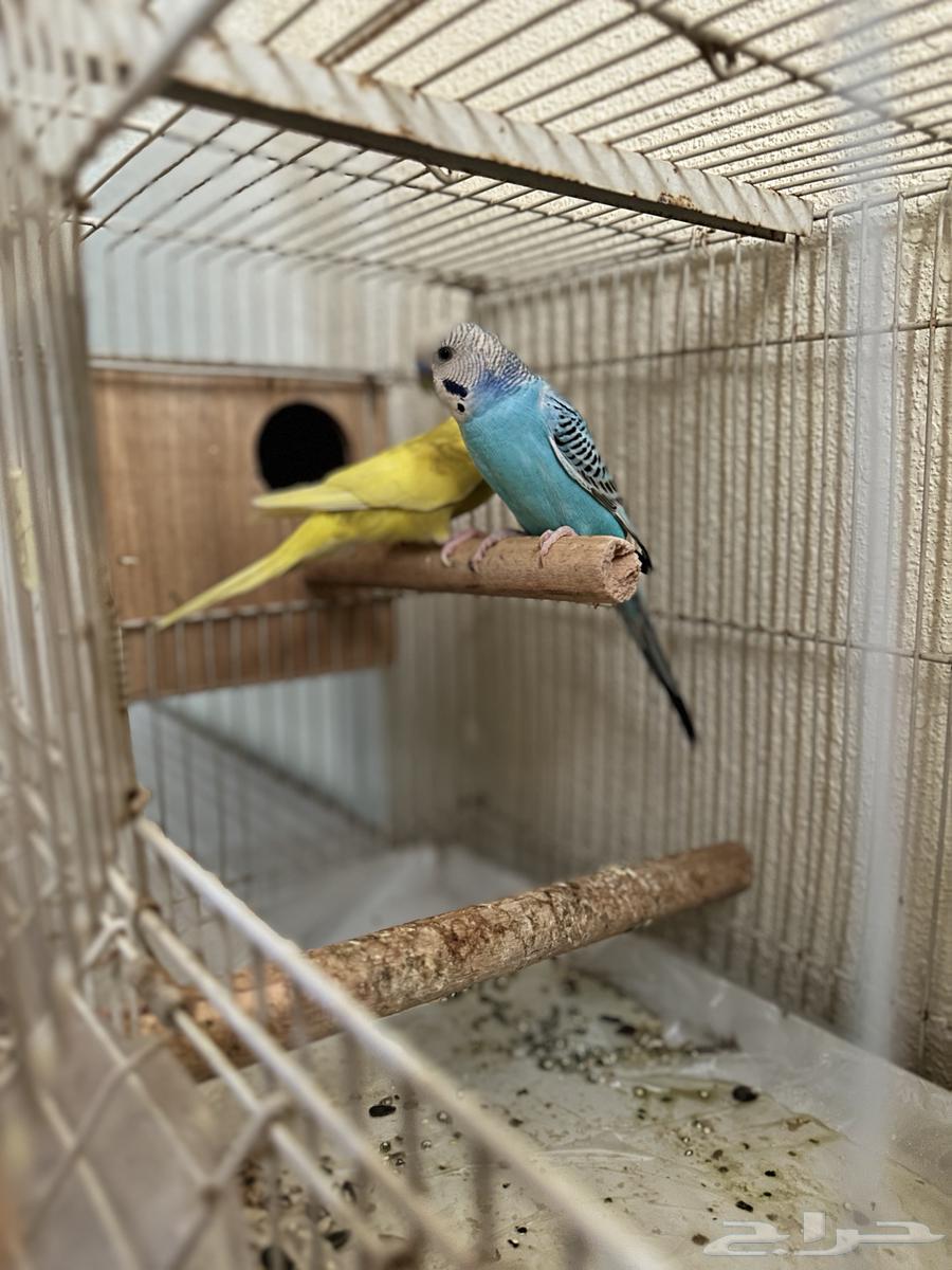 طيور بادجي64609710541569111