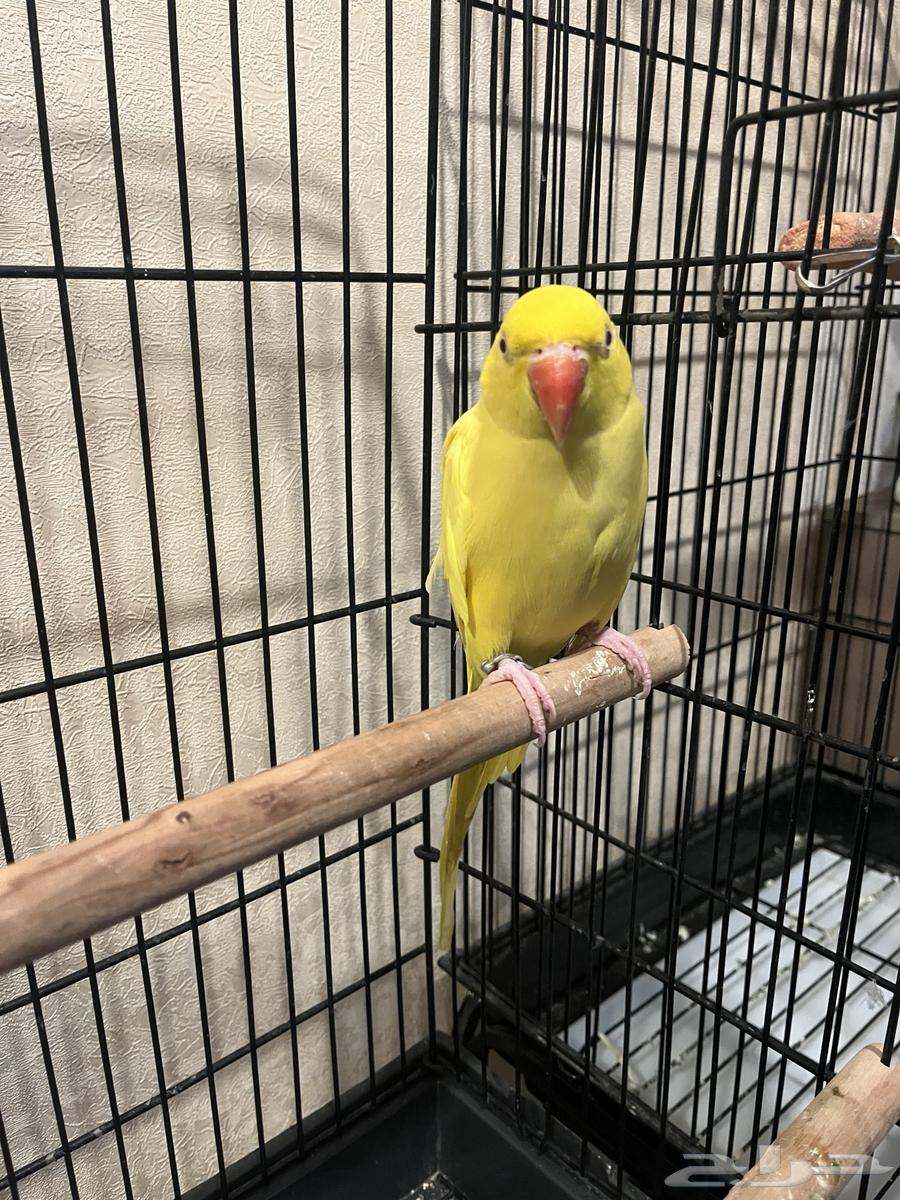 تم البيع تم البيع ذكر لاتينو عيون حمراء64612176885506110