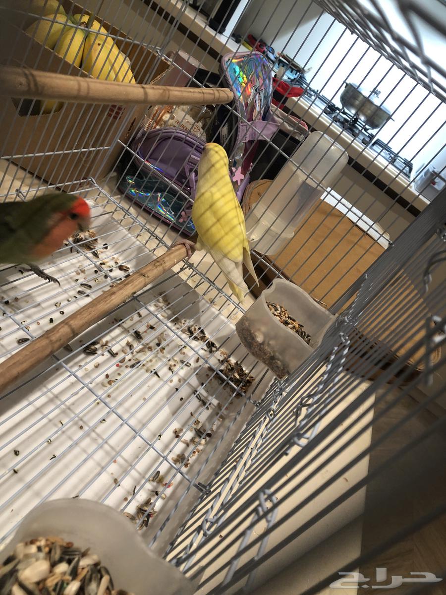 طيور زينه روز انتاج64614794686721113