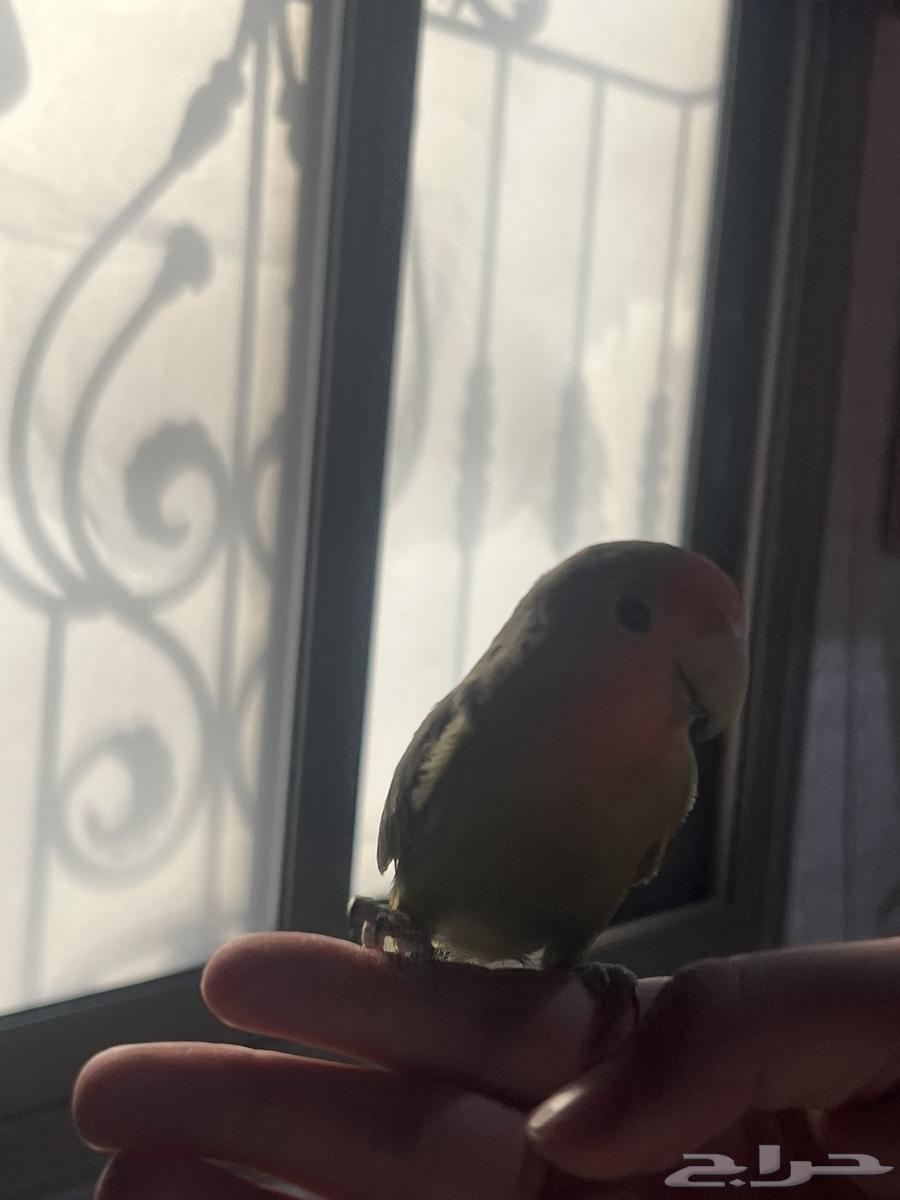طيرين روز اليفه ثنين مع قفصهم64611030042115112