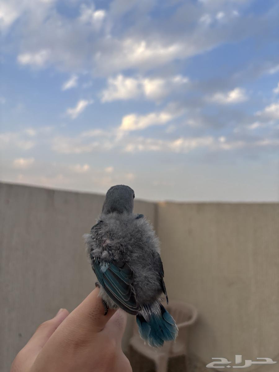 فروخ روز للبيع64612363382531112