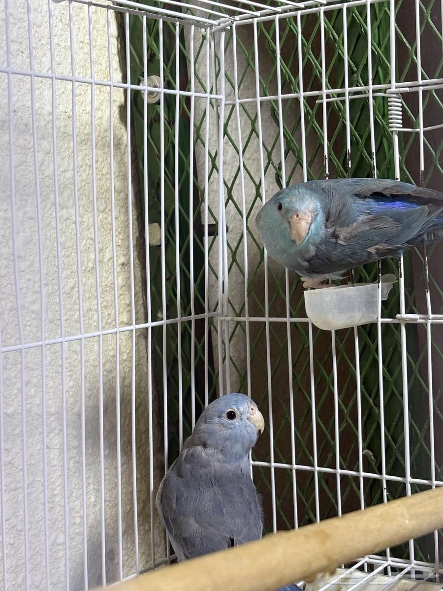 زوج بارتوليت ازرق النادر64606362362498111