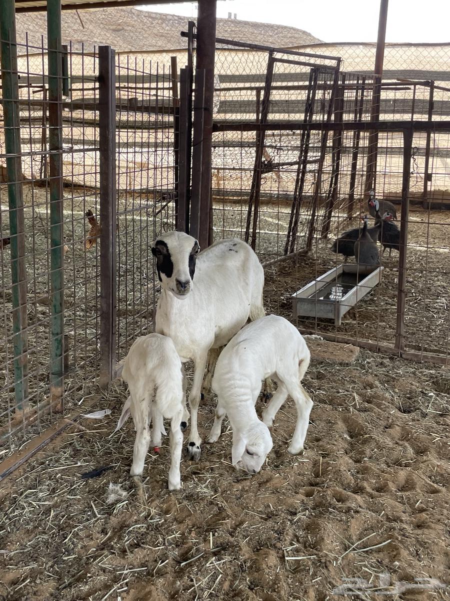 متابيع 2 وحده متاومه ووحده 164609336578689114