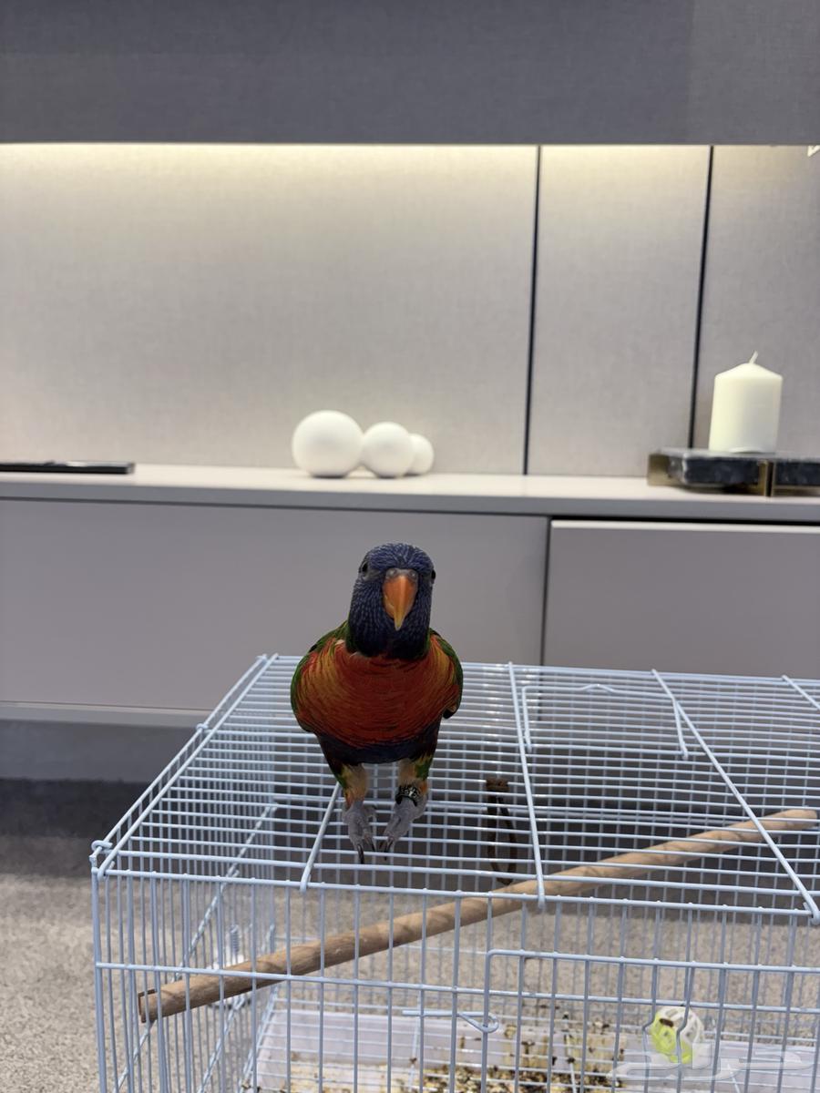 طير لوري رينبو للبيع64607781729667113