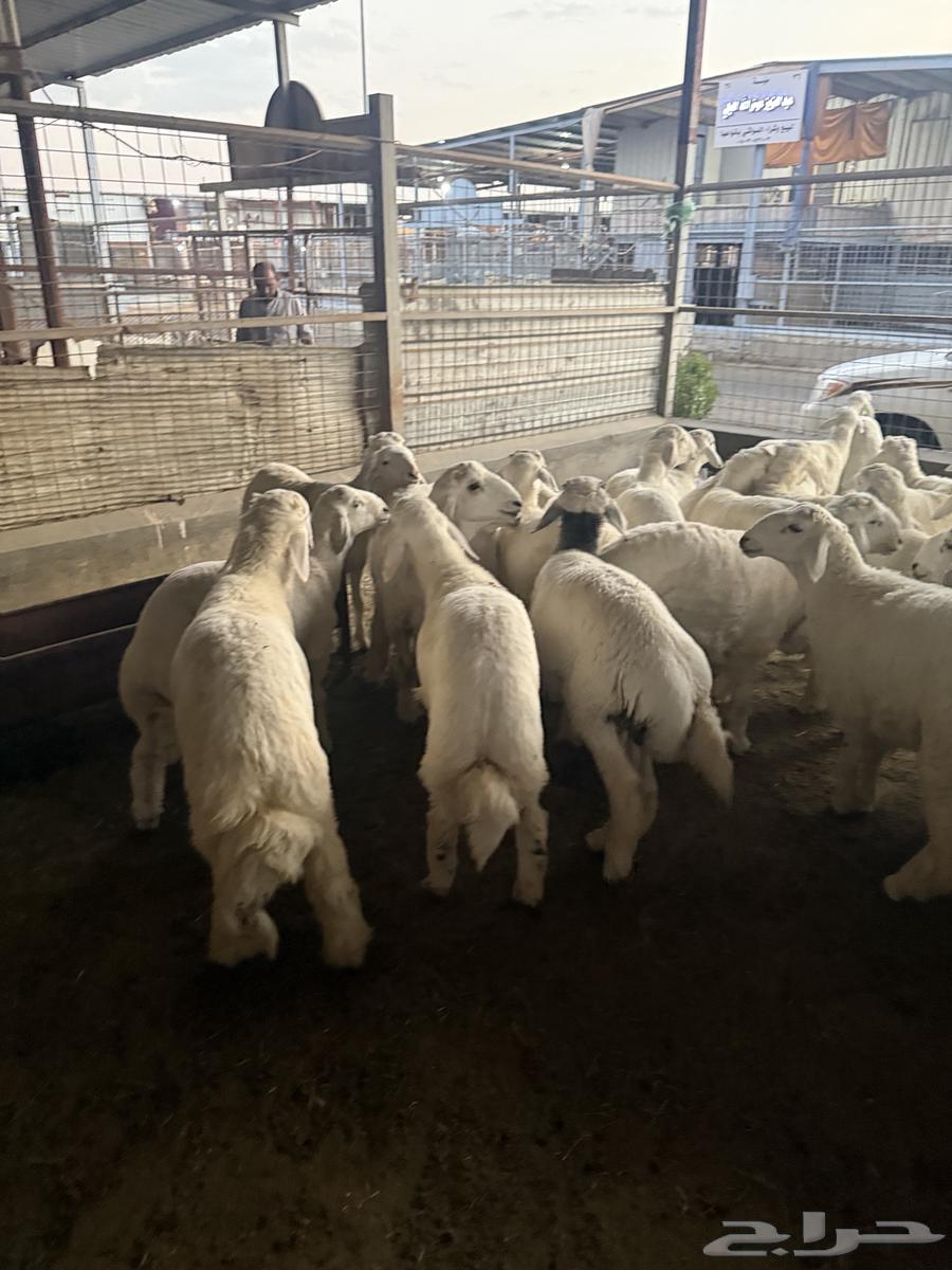 طليان حريه64612711395329110