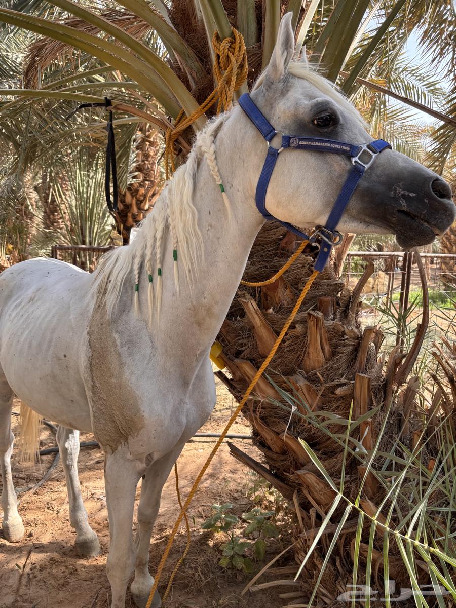 حصان واهو64583011751427112