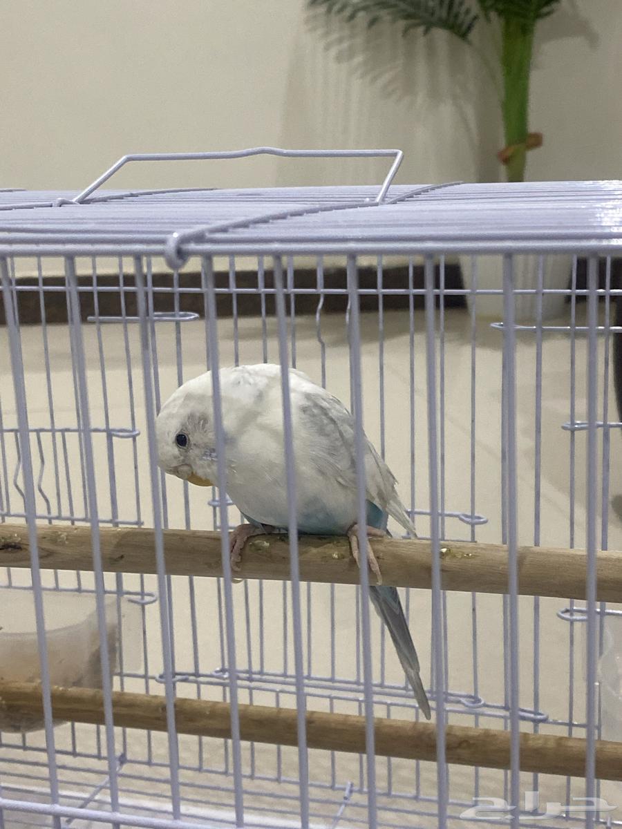 عصفور للبيع64614235265155110