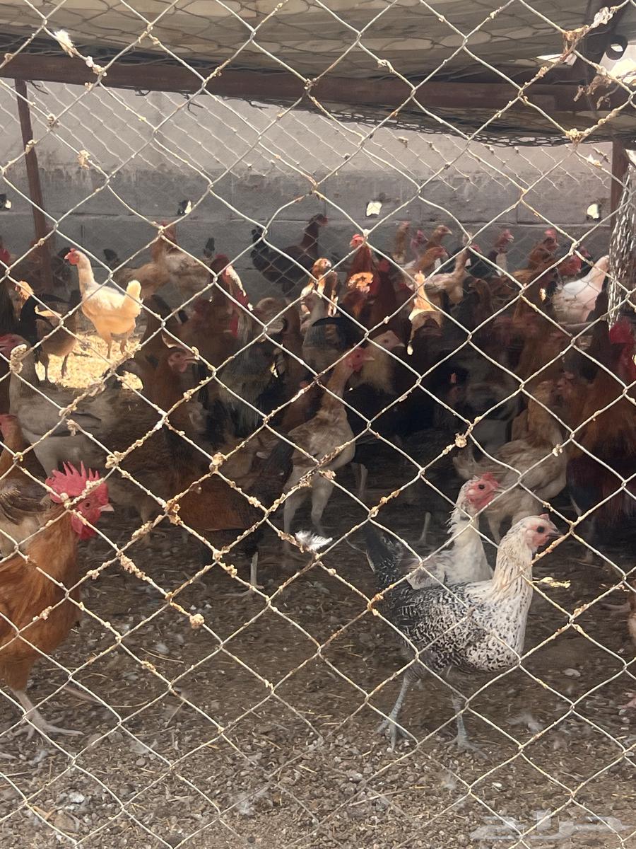 دجاج بلدي وفرنسي وتركي فاخر مشروع كامل64613986684417112