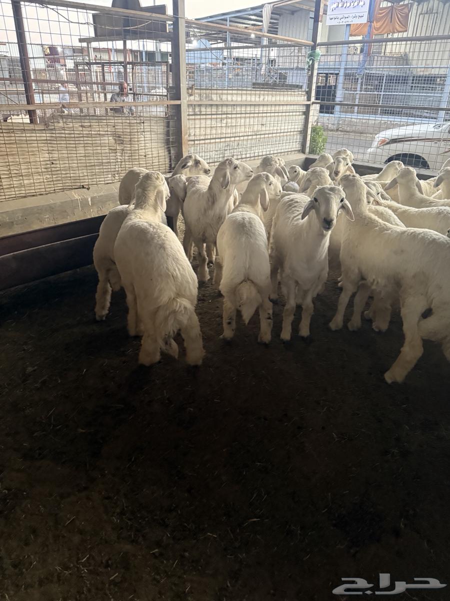 طليان حريه64612711395329113