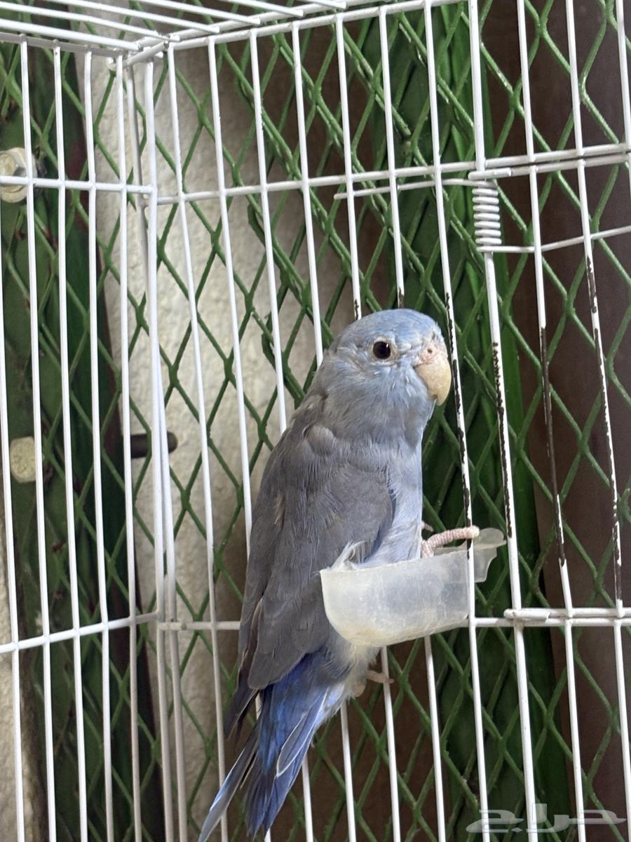 زوج بارتوليت ازرق النادر64606362362498113