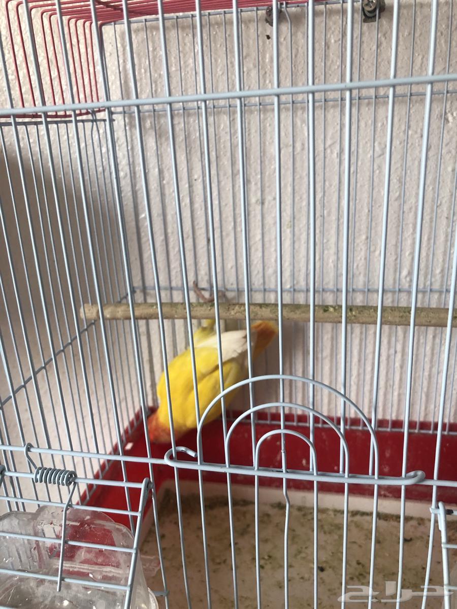 Tayr Roz64607631634306113