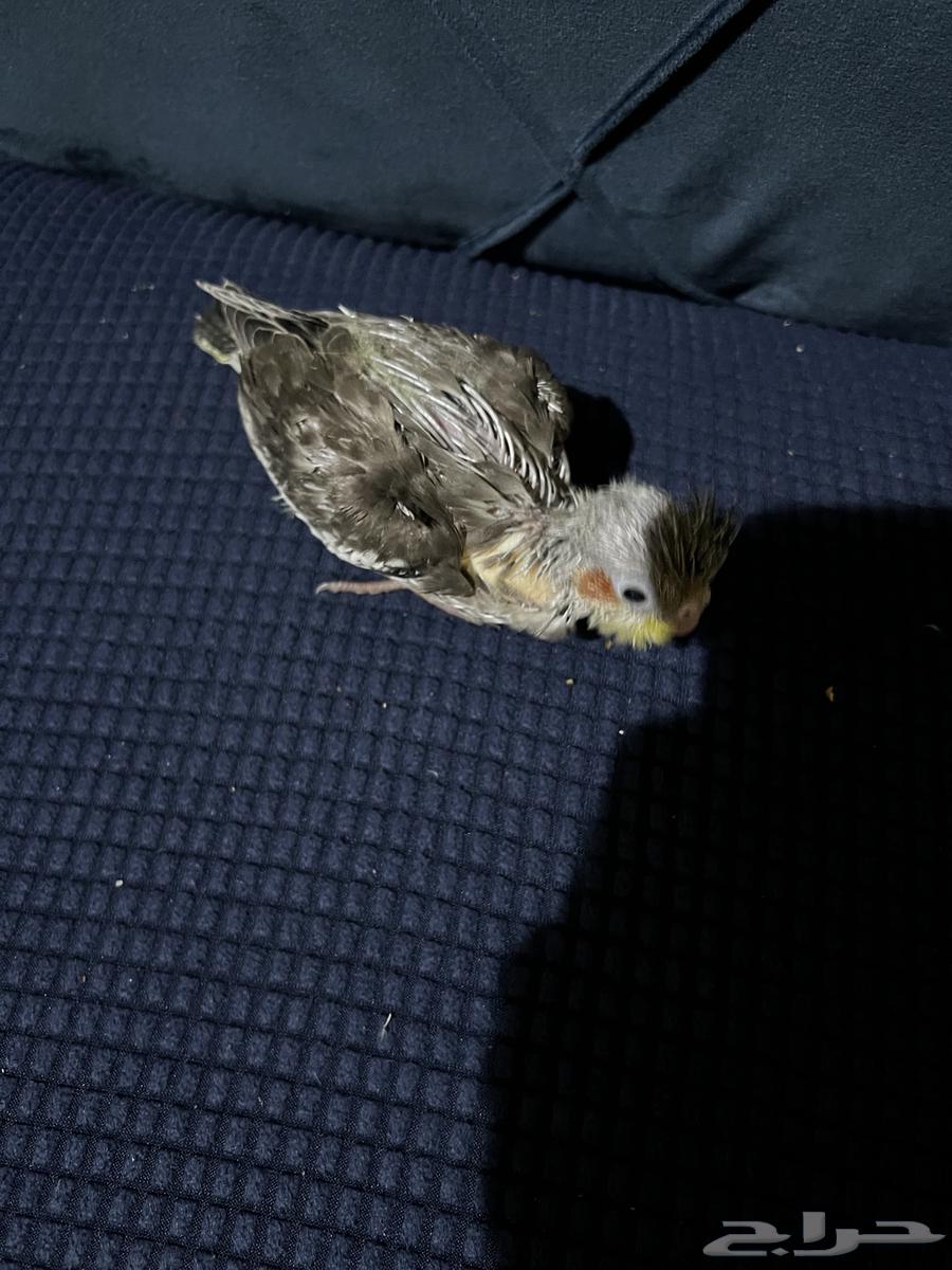 للبيع كروان فرخ64611229708034112