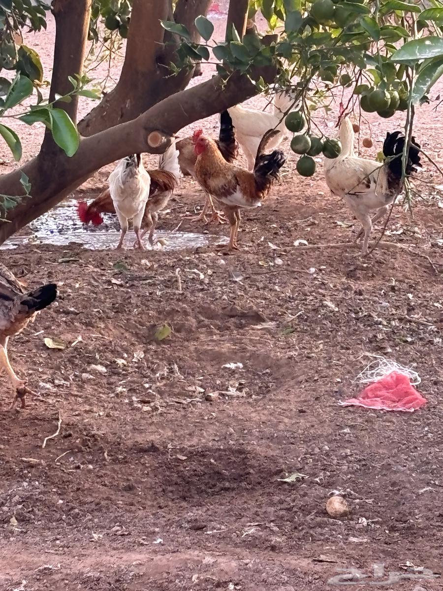 حمام و ديكه للديع64608936279938113