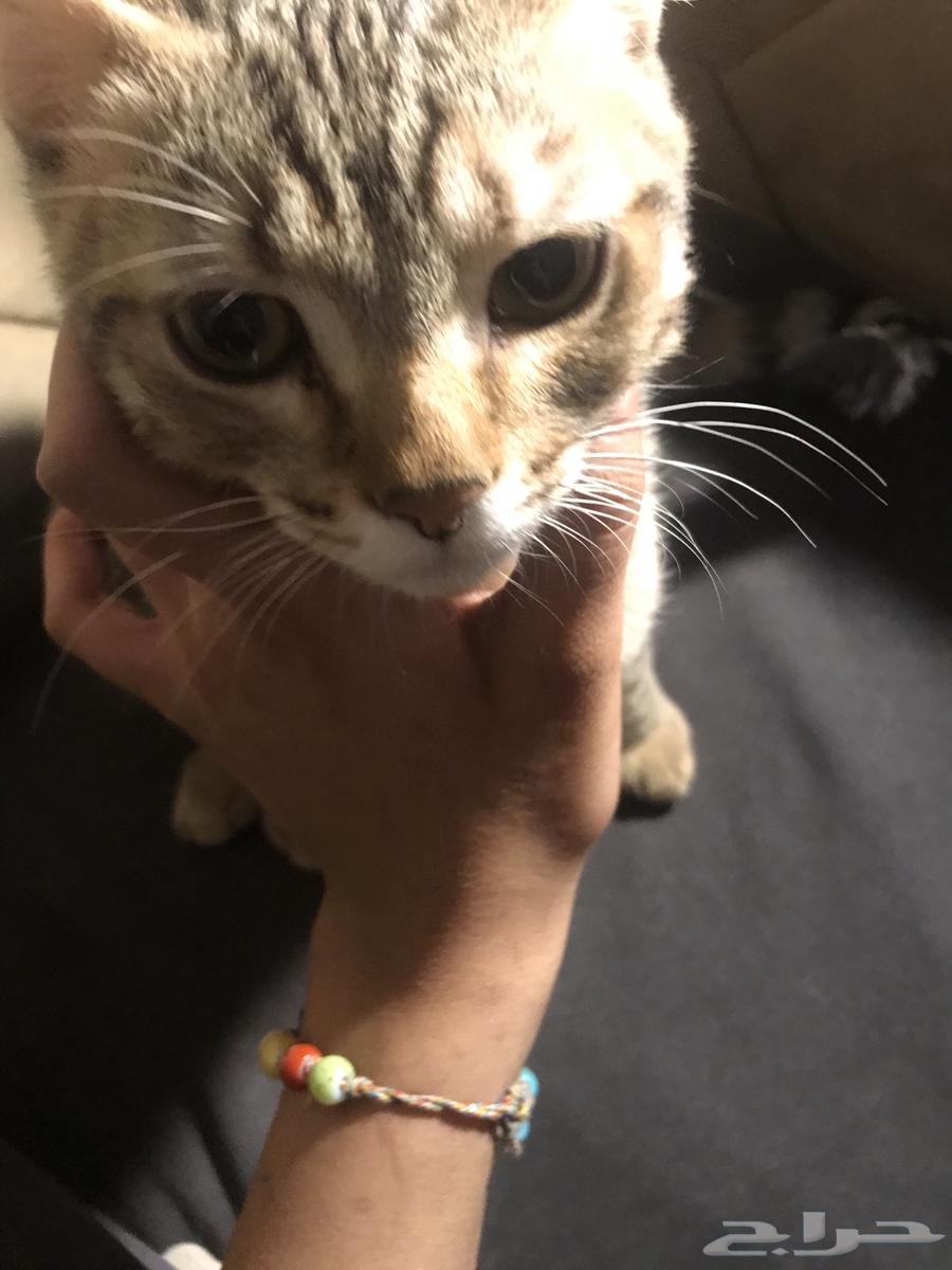 ثلاث قطط للبيع انثى تايقر وذكر تايقر والبيضا هملايا64608290738818114