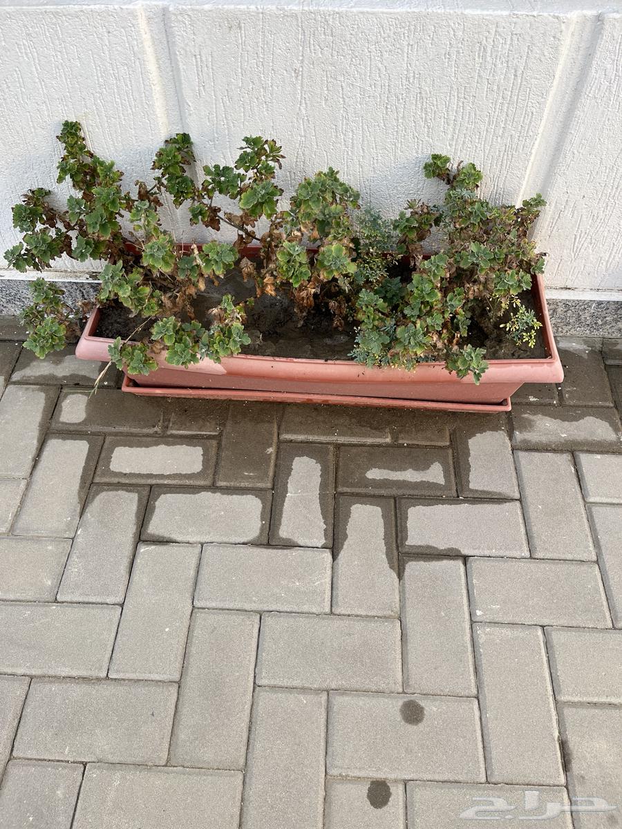 أحواض زراعيه للبيع عدد 1564613826670977113