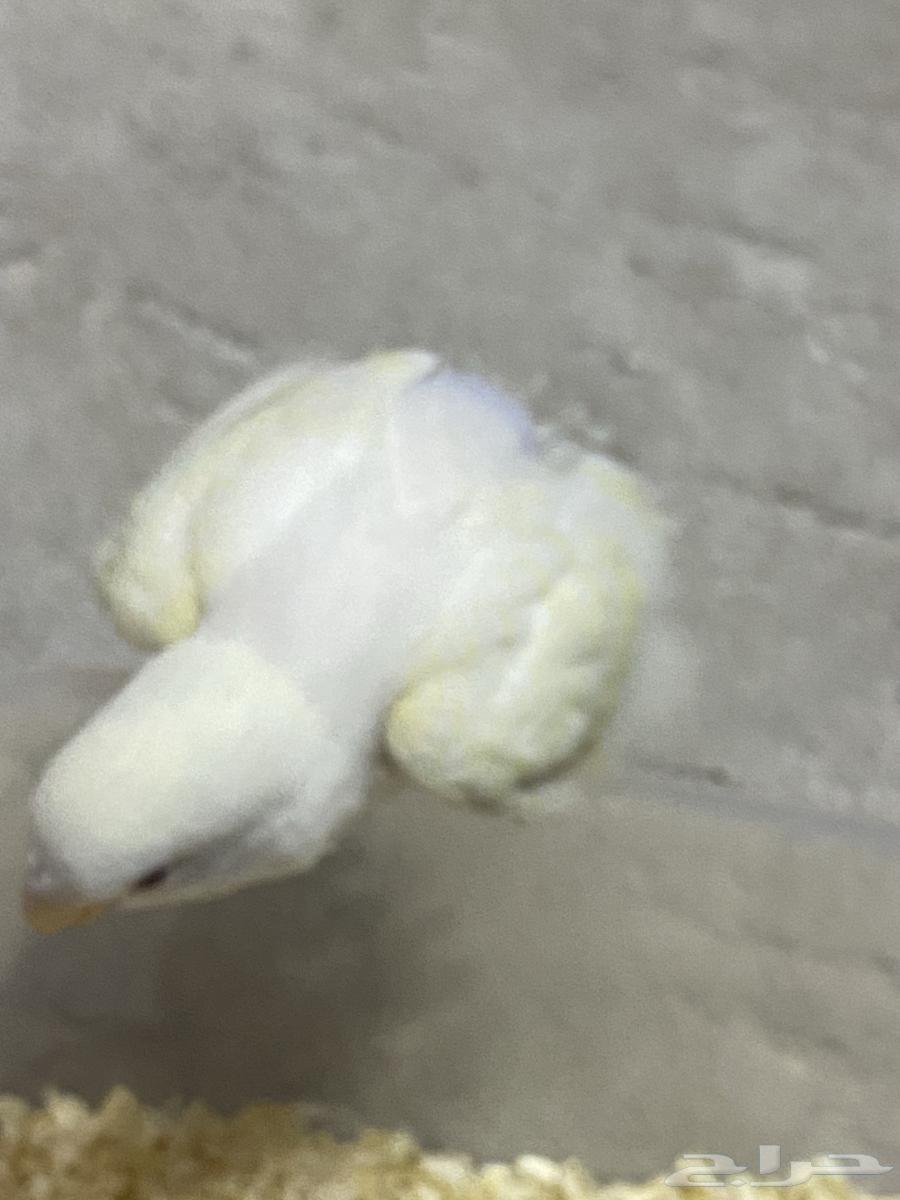 فرخ روز ( تمم البييع )64607929153922110