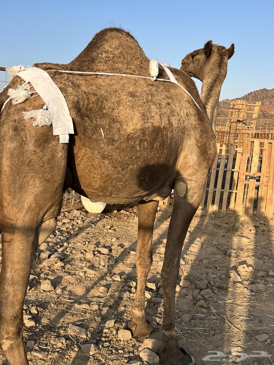 خلفه مصغر منيحه رقم واحد تحتها قعود طيب الحد980064613618487809112