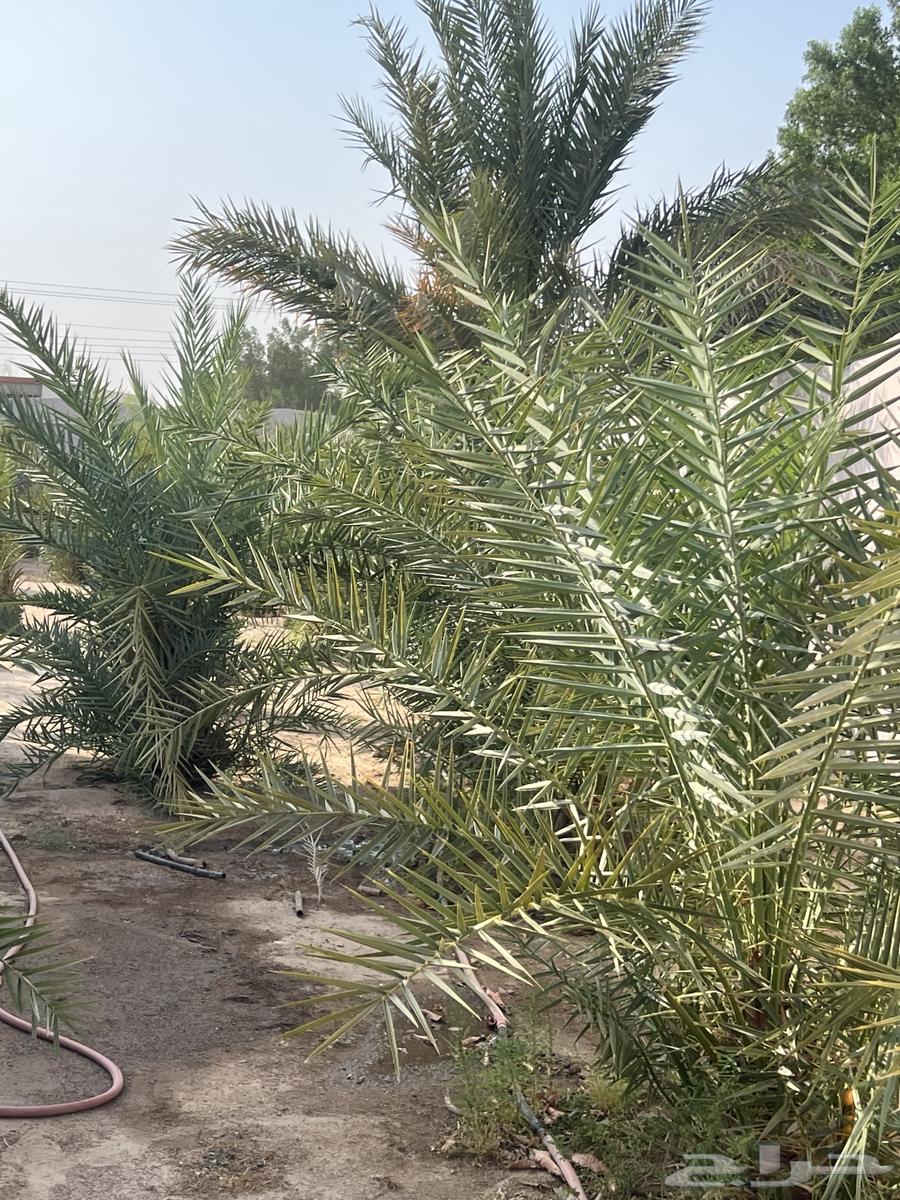 نخل للبيع64611355387778110