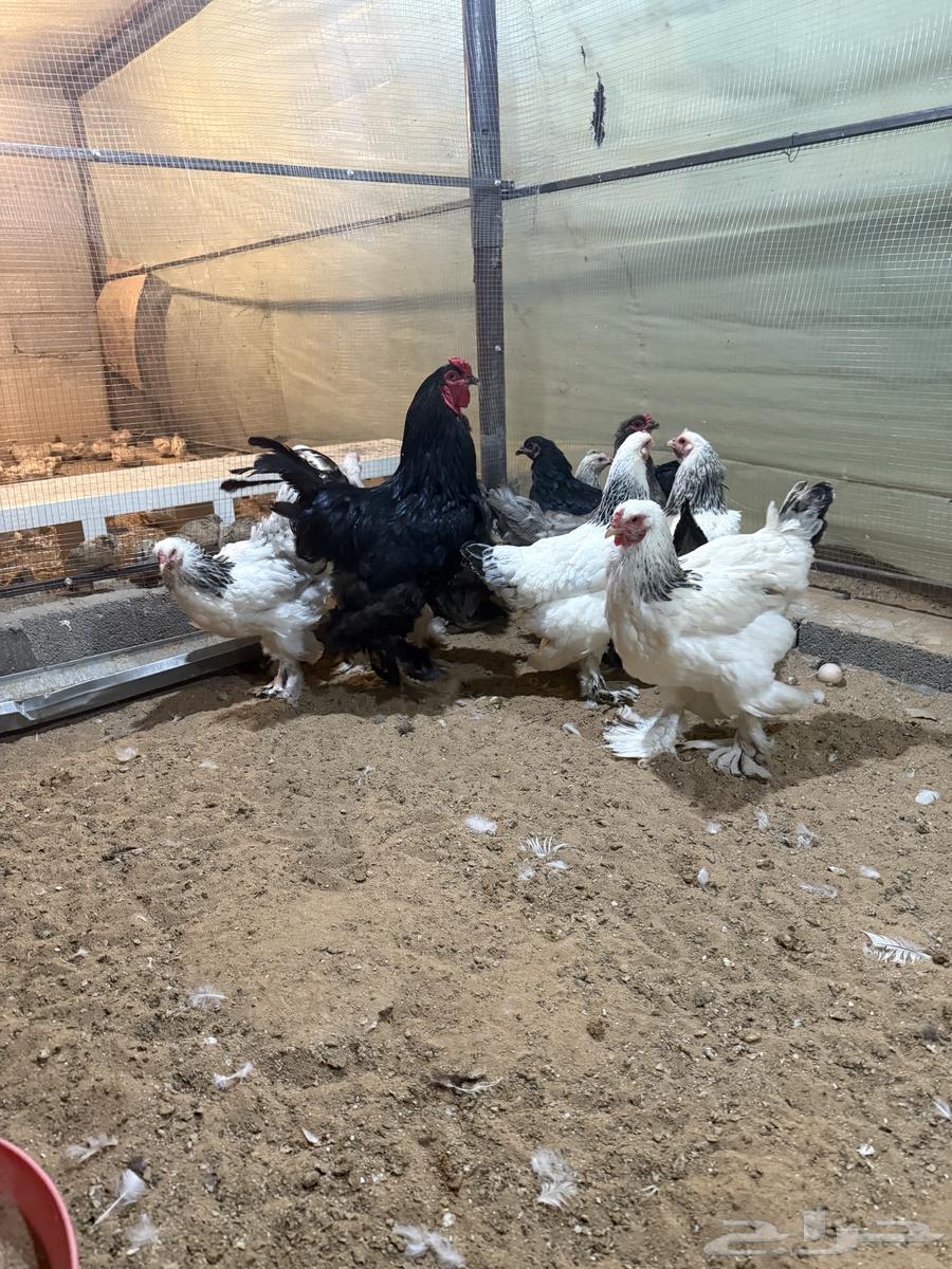 دجاج براهما64609262192770111