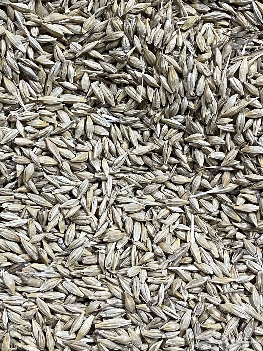 بذر شعير سداسي( تم بيع كامل الكميه خارج الموقع )64593583191554113