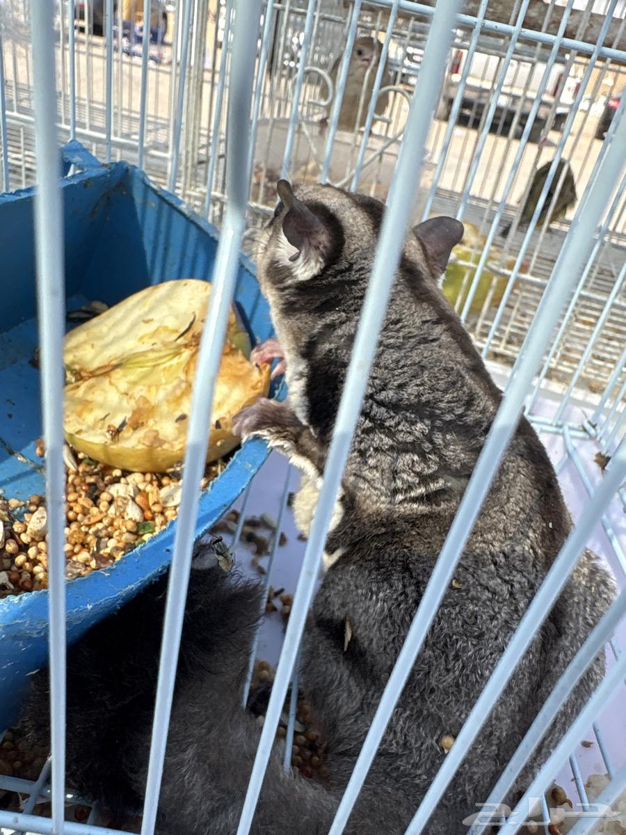 Mention of the Flying Squirrel64607769399937111