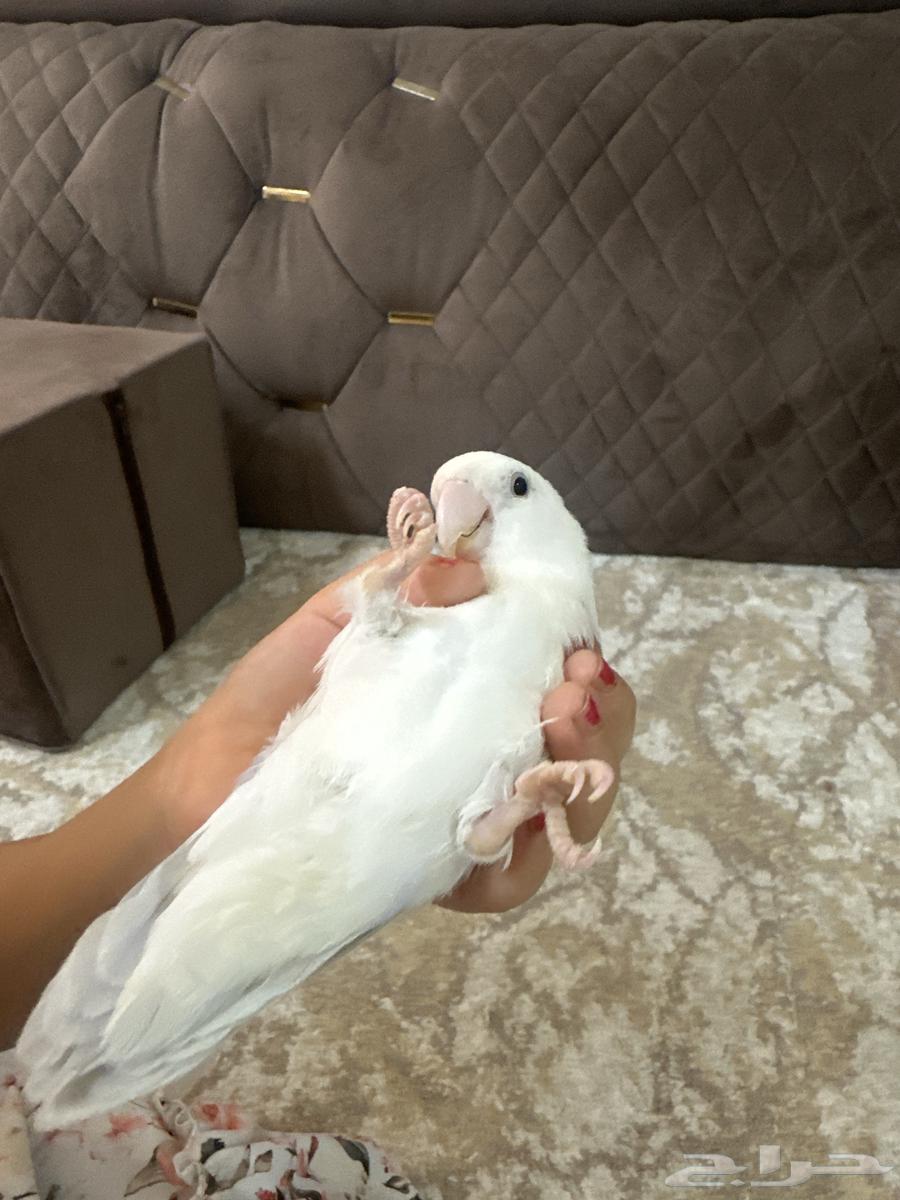 زوج روز64468287824899113