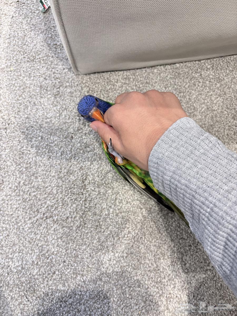 طير لوري رينبو للبيع64607781729667114