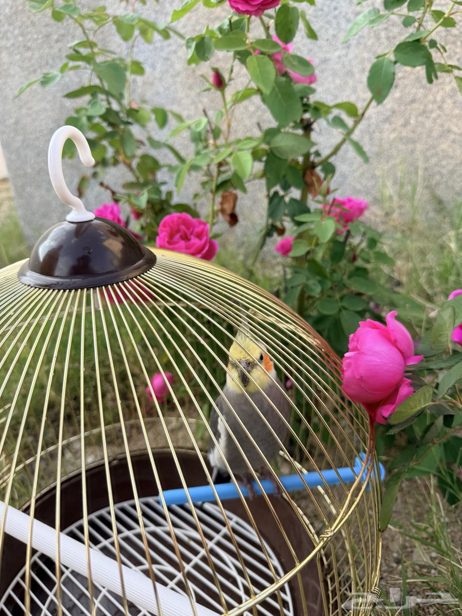 طير كروان كوكتيل64610791052931112