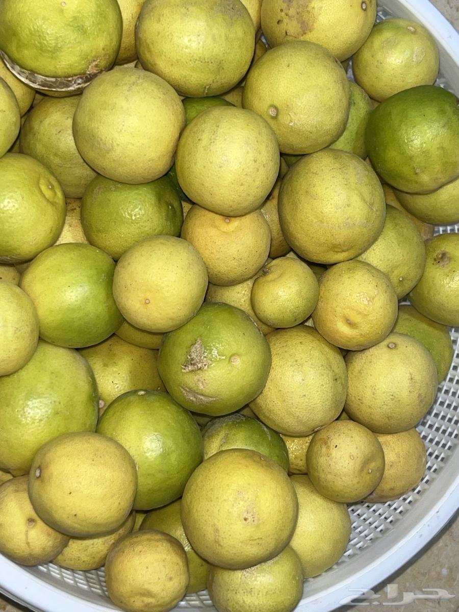 ليمون أبو زهيره64613325145859111