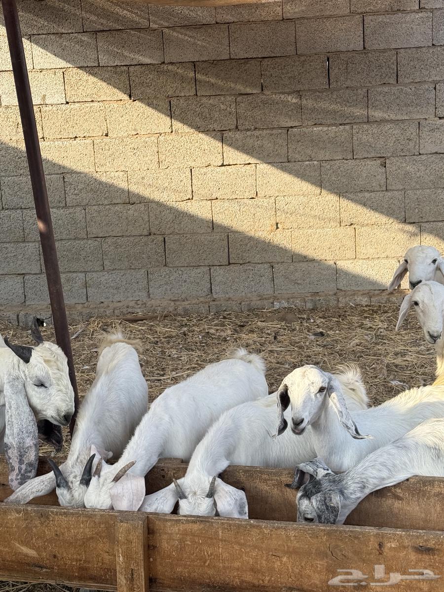 تيوس وجفار 680 تم البيع64614372527873110