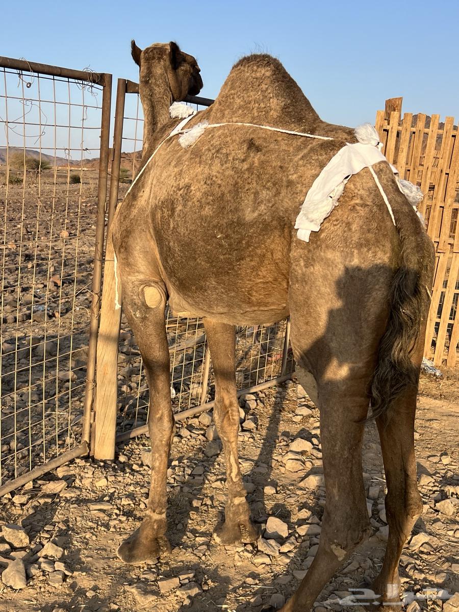 خلفه مصغر منيحه رقم واحد تحتها قعود طيب الحد980064613618487809111