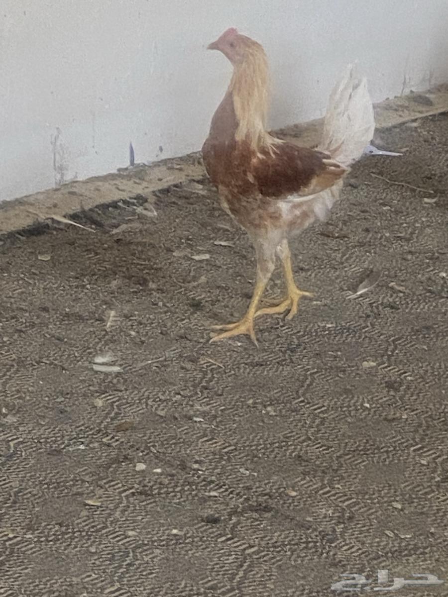 ديك تركي للبيع64609311728002111