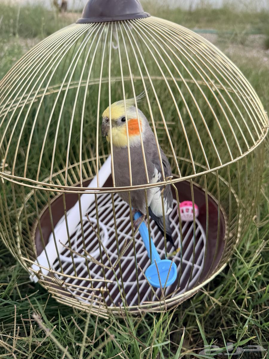 طير كروان كوكتيل64610791052931110