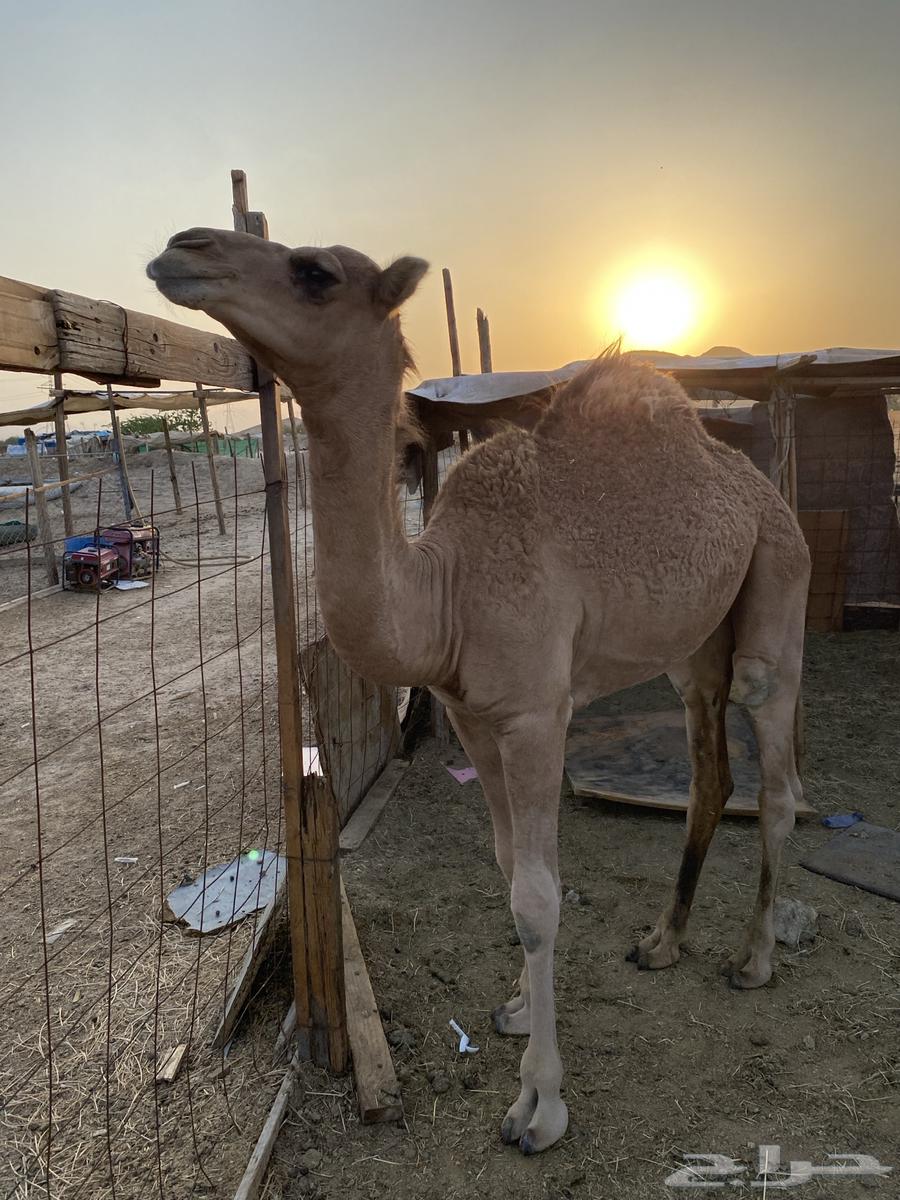 قعود  لباني على الحليب من حلالي ونظيف على الشرط64612375737089110