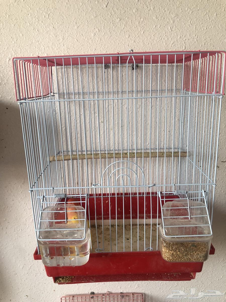 Tayr Roz64607631634306112