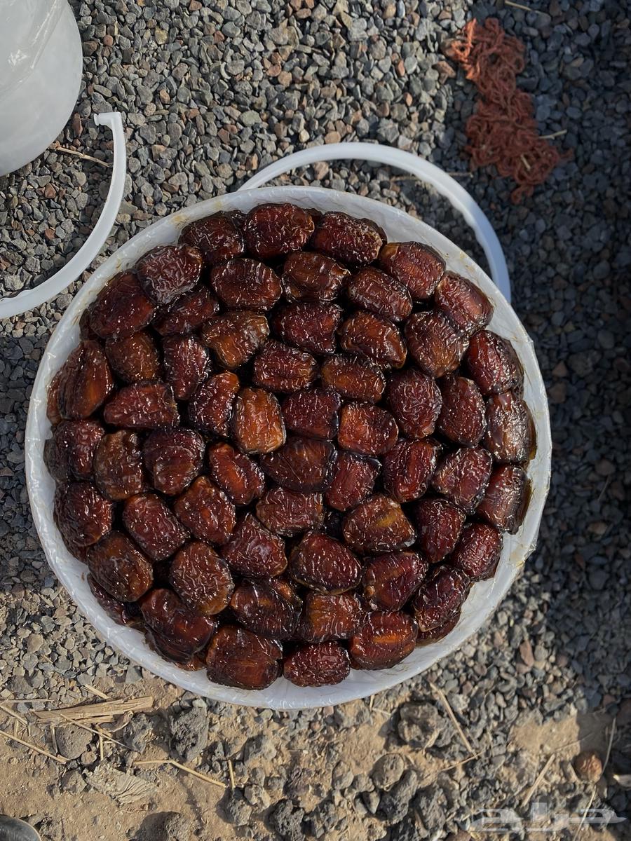 Kaimar No. 264606218954882110