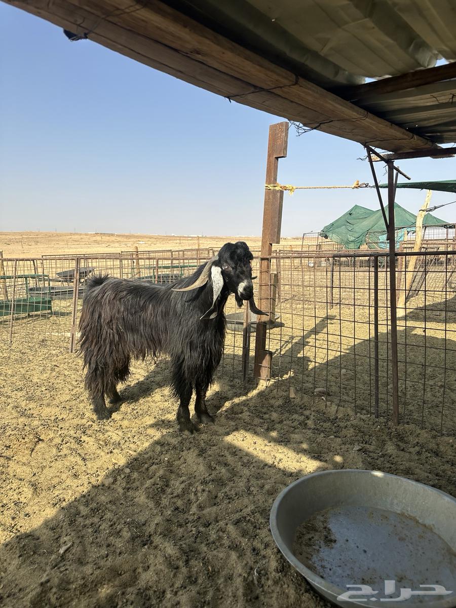 للبيع تيس على الشرط64607879650179110