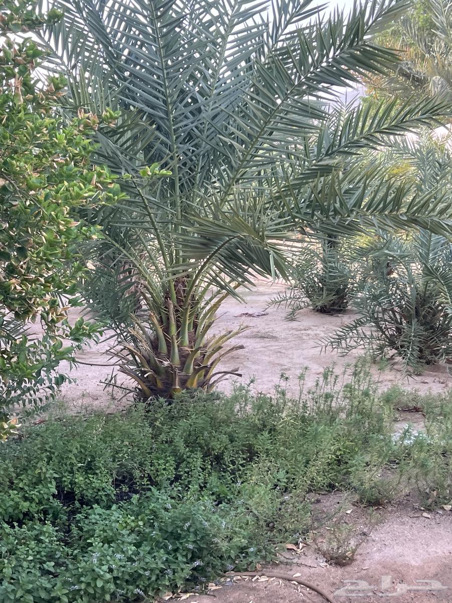 نخل للبيع64611355387778111