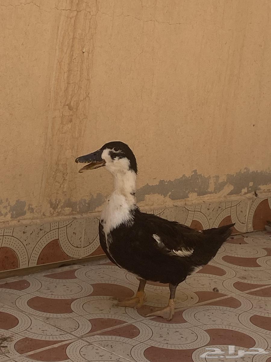 بط للبيع64614621150081110