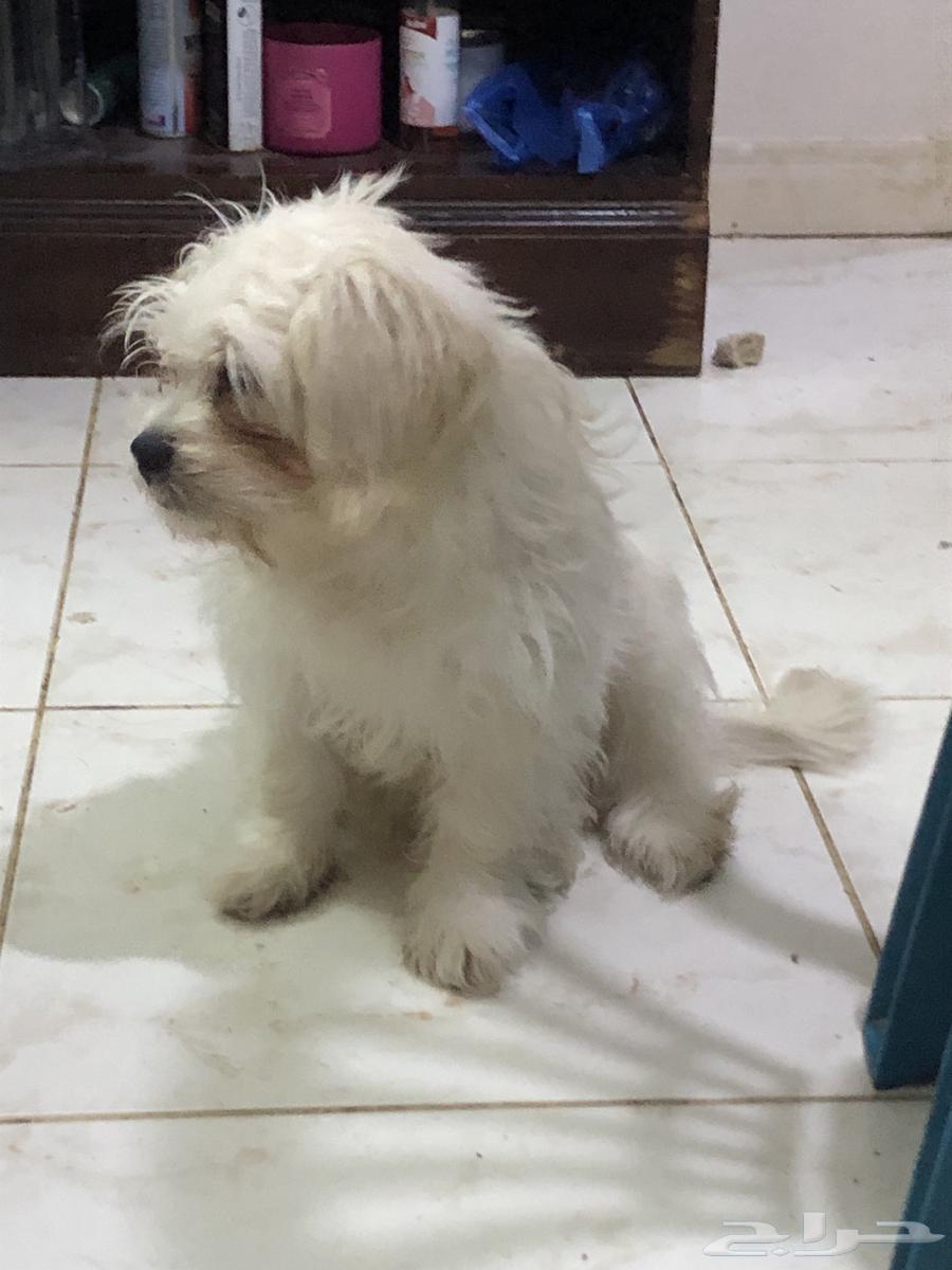 Maltes Puppy64611405279619111