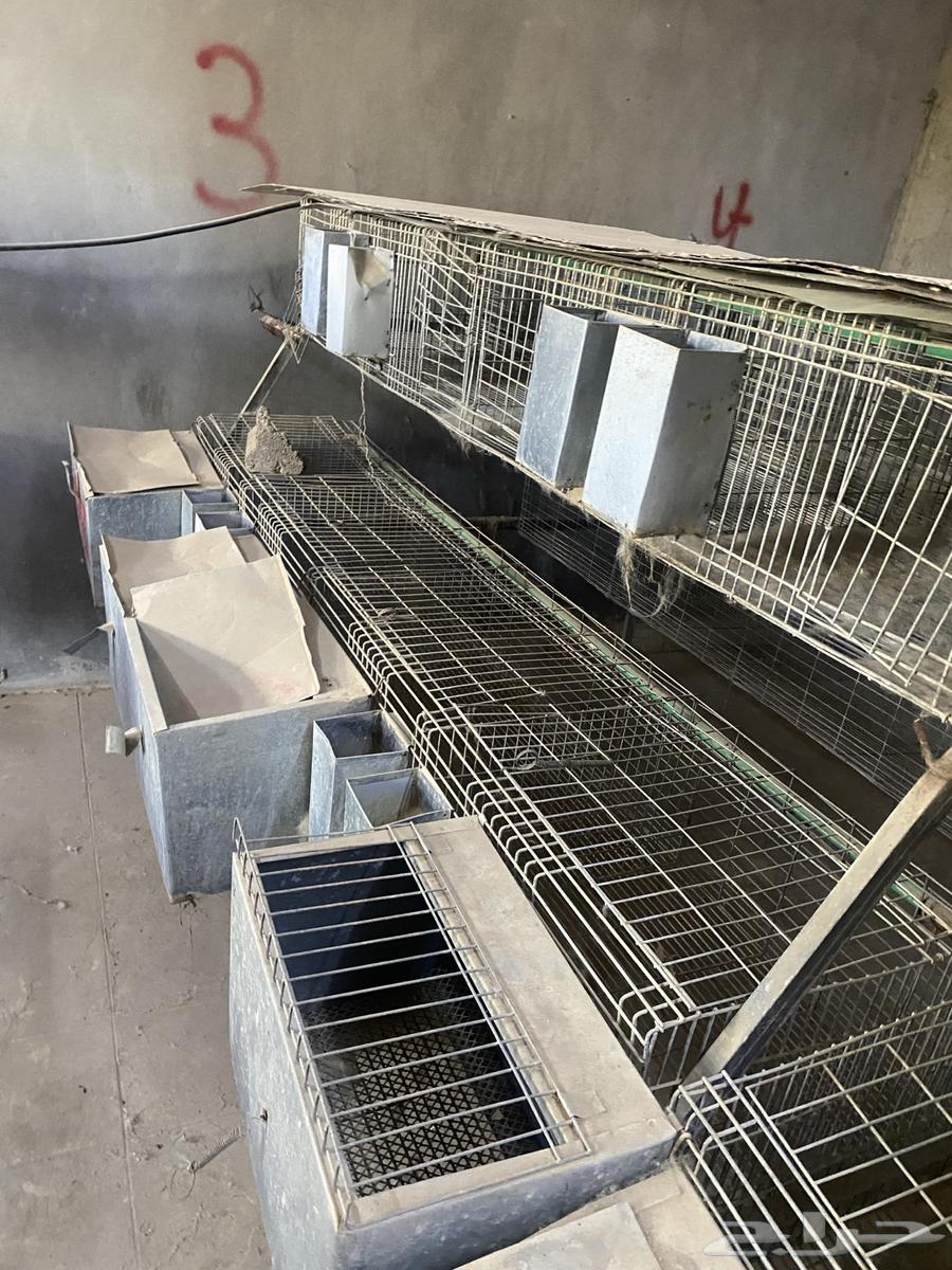 Used Rabbit Cages64613998844547110